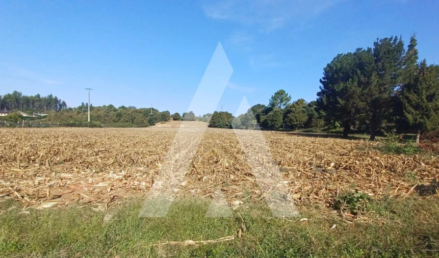 Terreno para Venda em Valongo do Vouga Foto 2