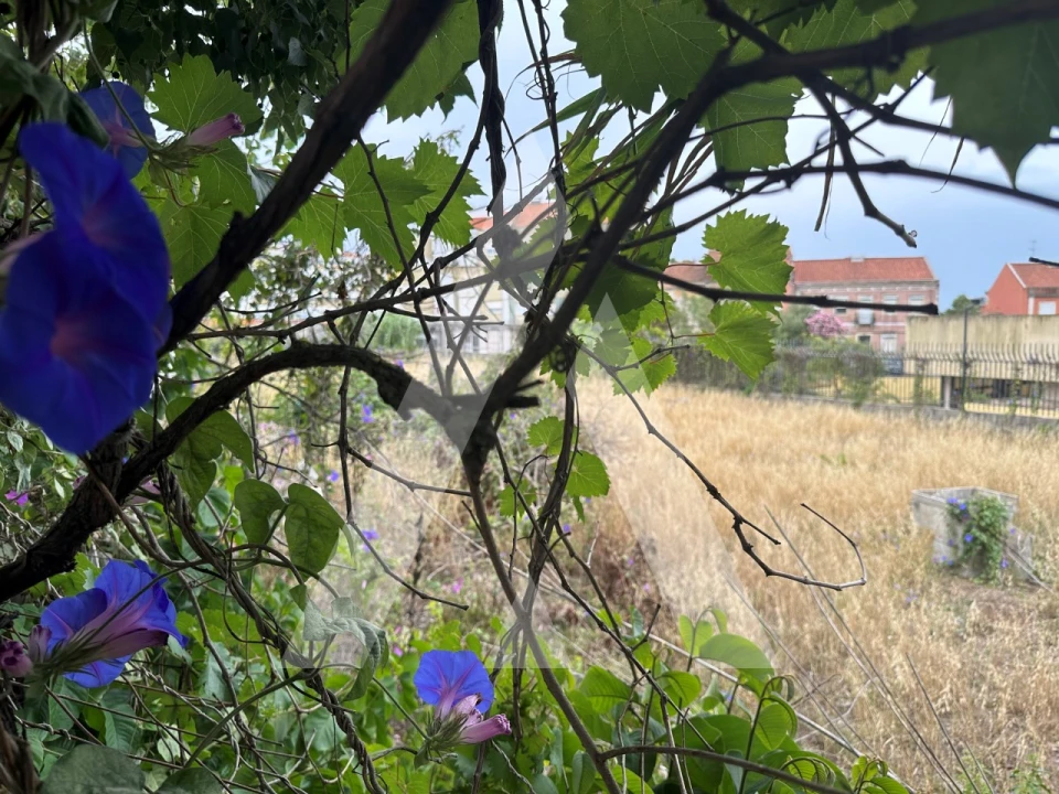 Terreno para Venda em Ajuda Foto 3