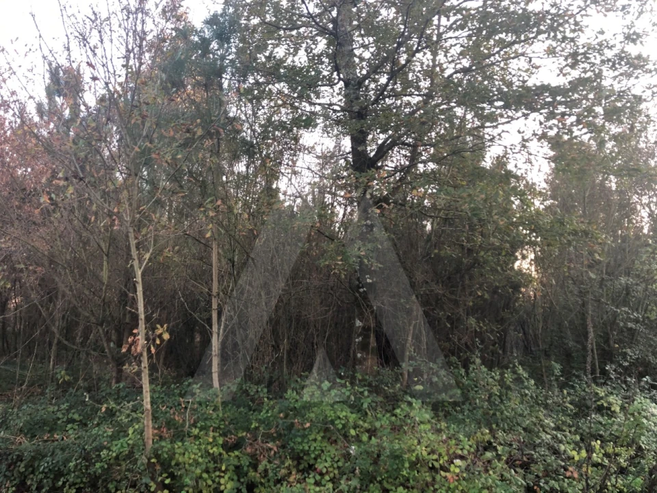 Terreno para Venda em Valongo do Vouga Foto 3