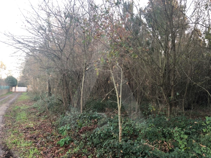 Terreno para Venda em Valongo do Vouga Foto 4