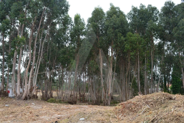 Terreno para Venda em Ovar, São João, Arada e São Vicente de Pereira Jusã Foto 6
