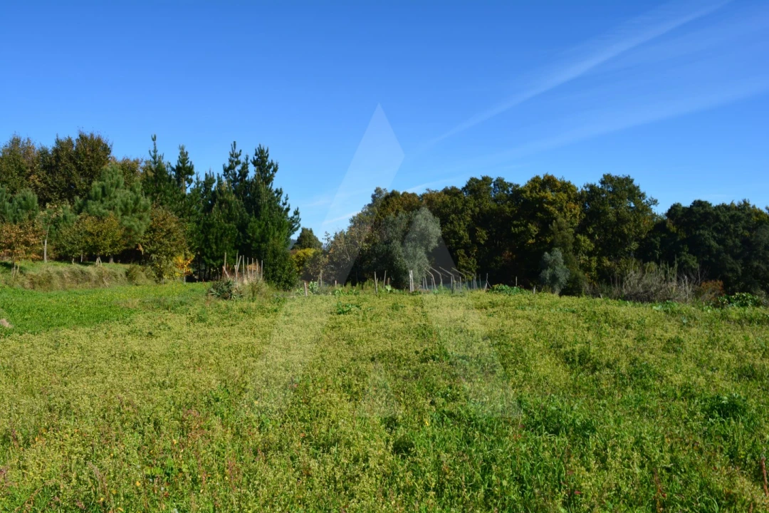Terreno para Venda em Rocas do Vouga Foto 12