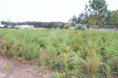 Terreno para Venda em Albergaria-A-Velha e Valmaior