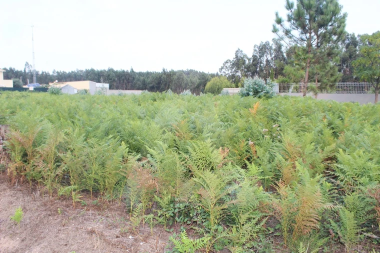 Terreno para Venda em Albergaria-A-Velha e Valmaior Foto 5