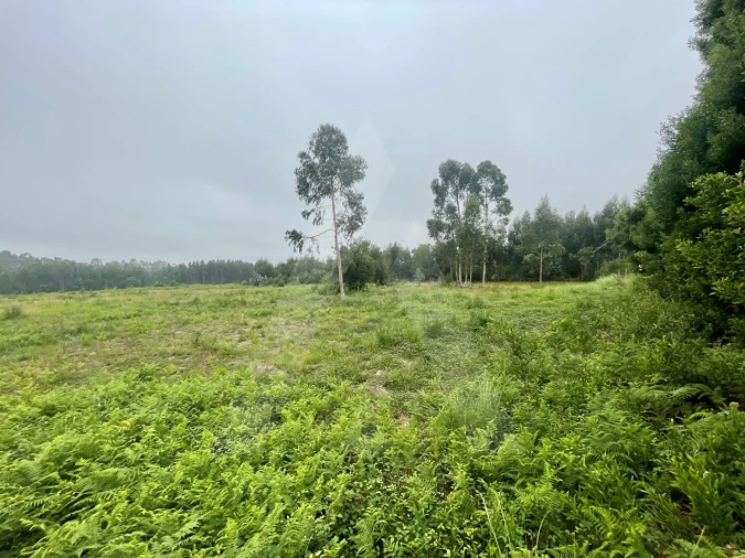 Terreno para Venda em Rio Meão Foto 3