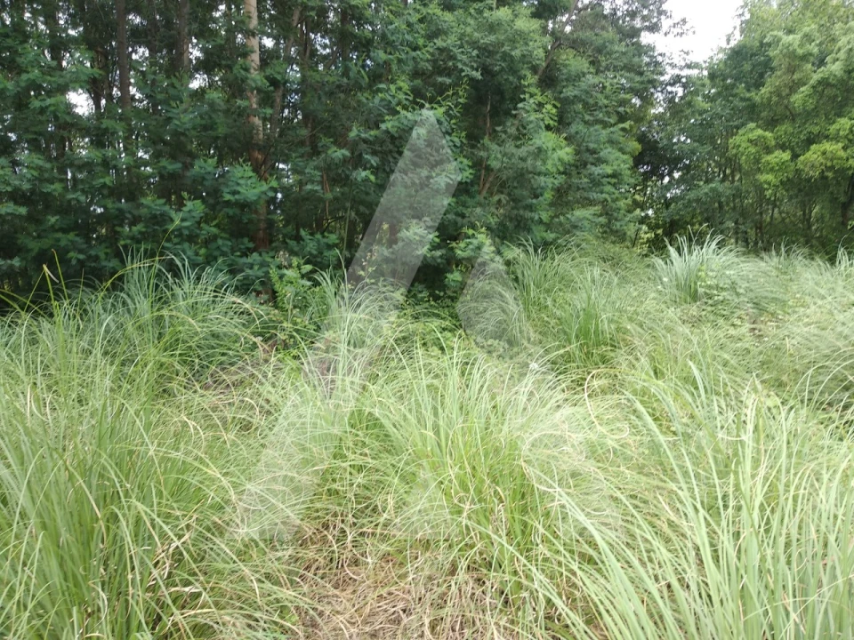 Terreno para Venda em Loureiro Foto 4