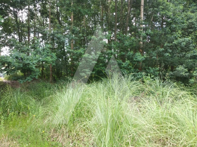Terreno para Venda em Loureiro