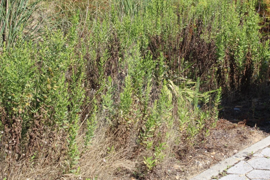 Terreno para Venda em Águeda e Borralha Foto 4