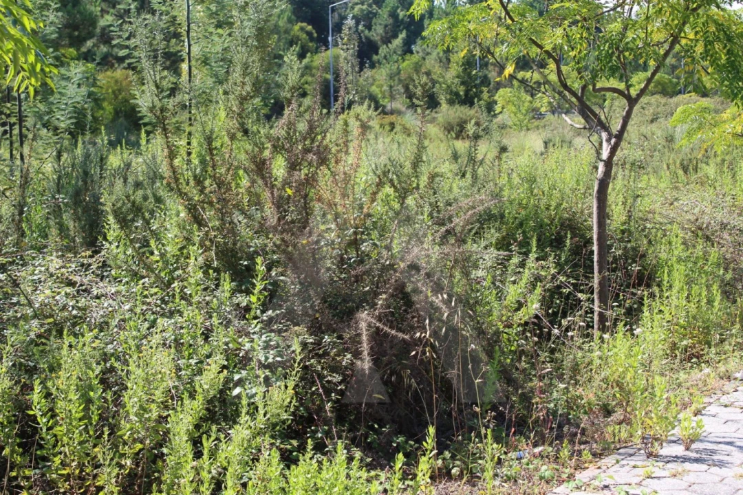 Terreno para Venda em Águeda e Borralha Foto 5