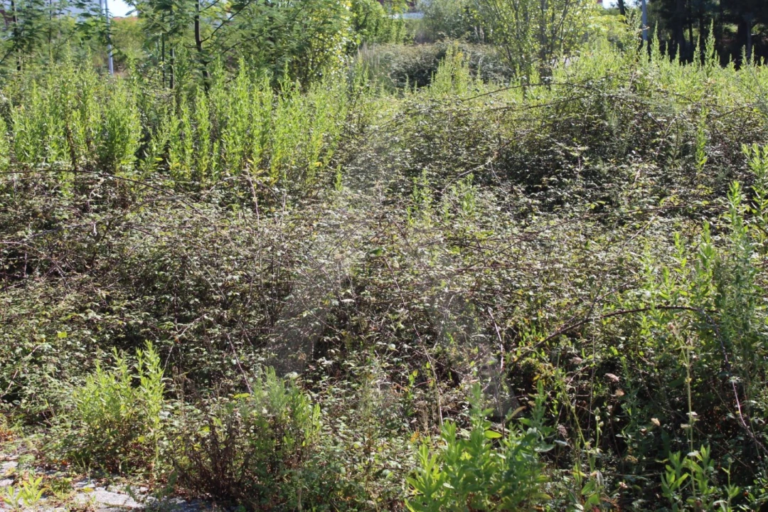 Terreno para Venda em Águeda e Borralha Foto 7