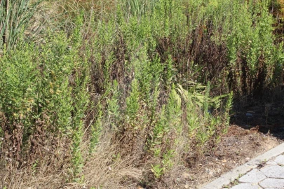 Terreno para Venda em Águeda e Borralha