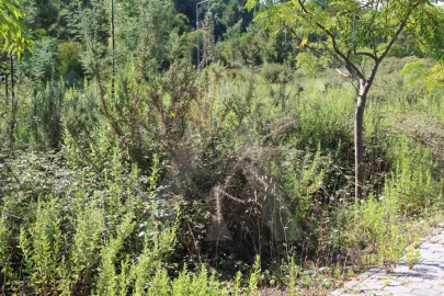 Terreno para Venda em Águeda e Borralha