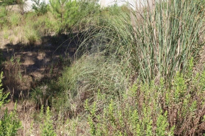 Terreno para Venda em Águeda e Borralha