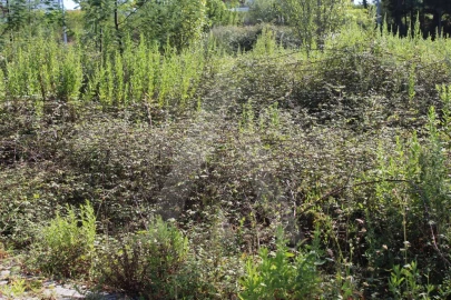 Terreno para Venda em Águeda e Borralha