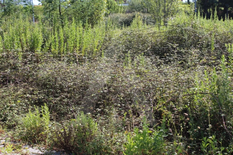 Terreno para Venda em Águeda e Borralha Foto 7