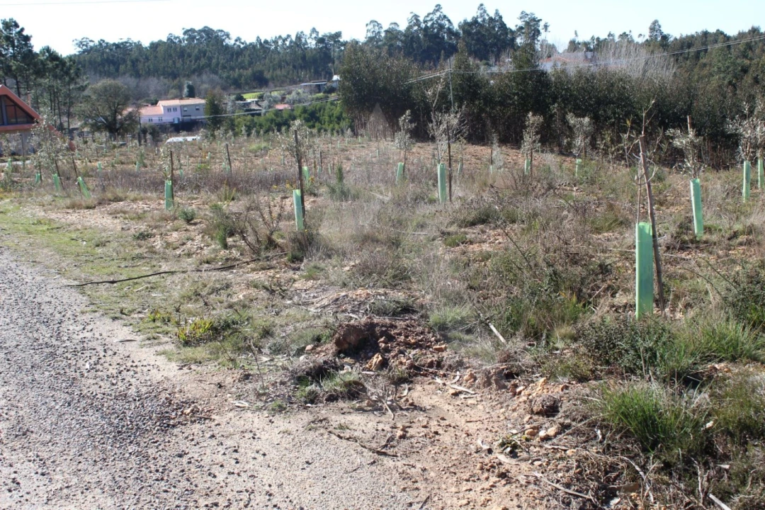 Terreno para Venda em Albergaria-A-Velha e Valmaior Foto 7