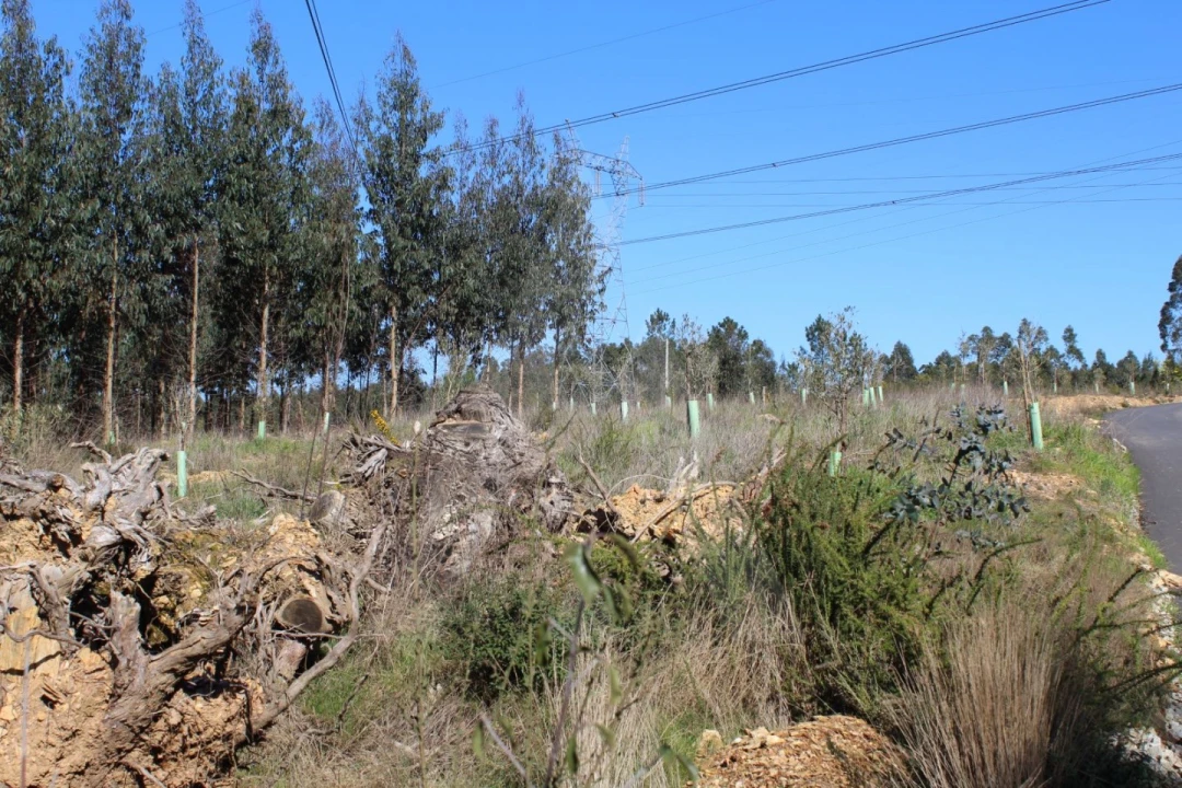 Terreno para Venda em Albergaria-A-Velha e Valmaior Foto 8