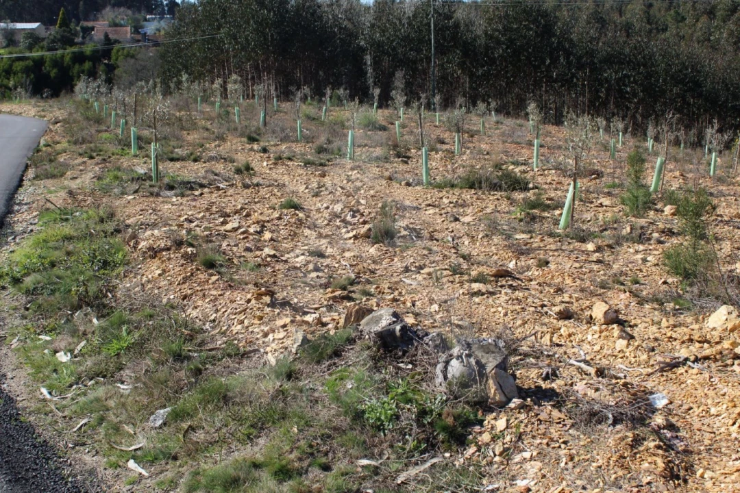 Terreno para Venda em Albergaria-A-Velha e Valmaior Foto 10