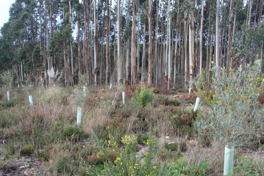 Terreno para Venda em Albergaria-A-Velha e Valmaior Foto 12