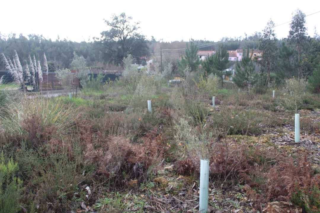 Terreno para Venda em Albergaria-A-Velha e Valmaior Foto 15