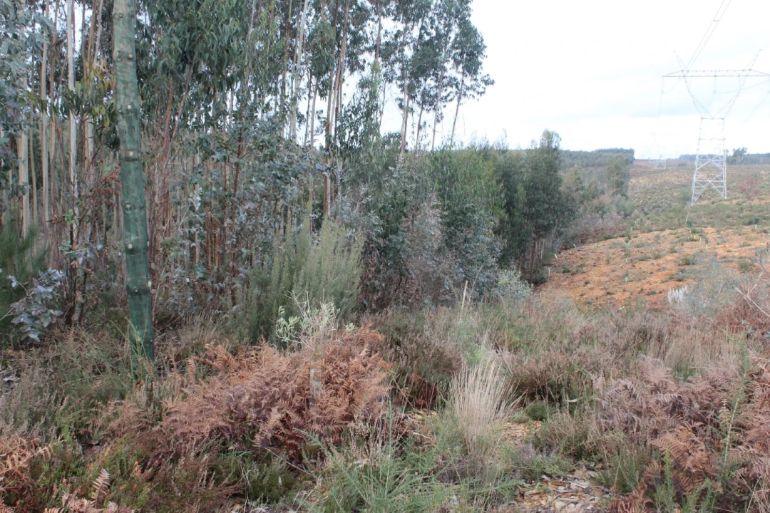 Terreno para Venda em Albergaria-A-Velha e Valmaior Foto 19