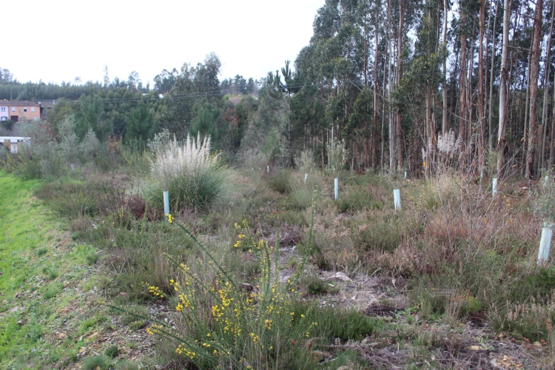 Terreno para Venda em Albergaria-A-Velha e Valmaior Foto 21
