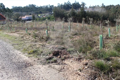 Terreno para Venda em Albergaria-A-Velha e Valmaior
