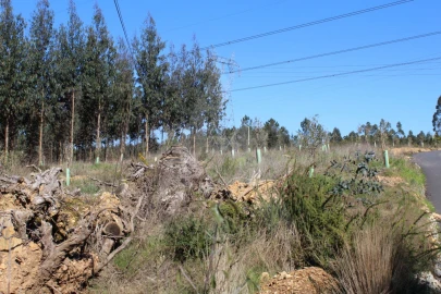 Terreno para Venda em Albergaria-A-Velha e Valmaior