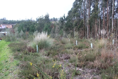 Terreno para Venda em Albergaria-A-Velha e Valmaior