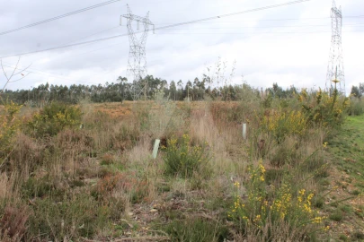 Terreno para Venda em Albergaria-A-Velha e Valmaior
