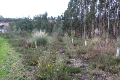 Terreno para Venda em Albergaria-A-Velha e Valmaior