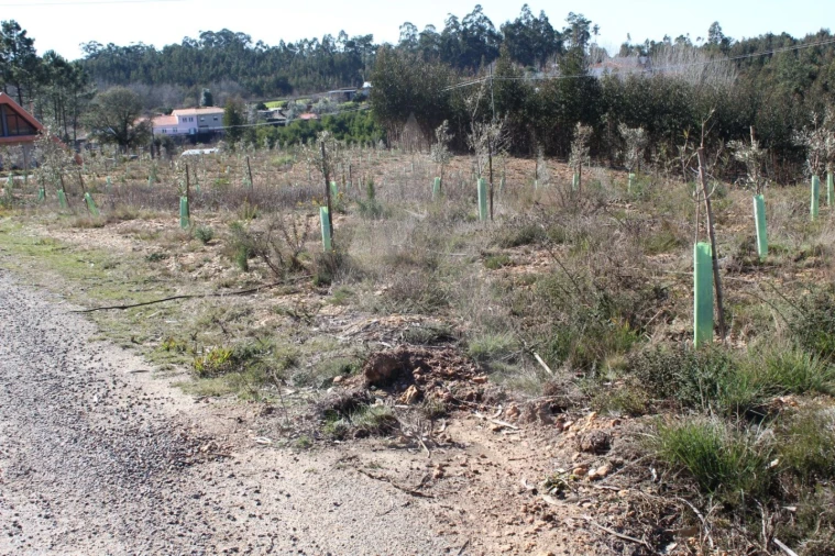 Terreno para Venda em Albergaria-A-Velha e Valmaior Foto 7
