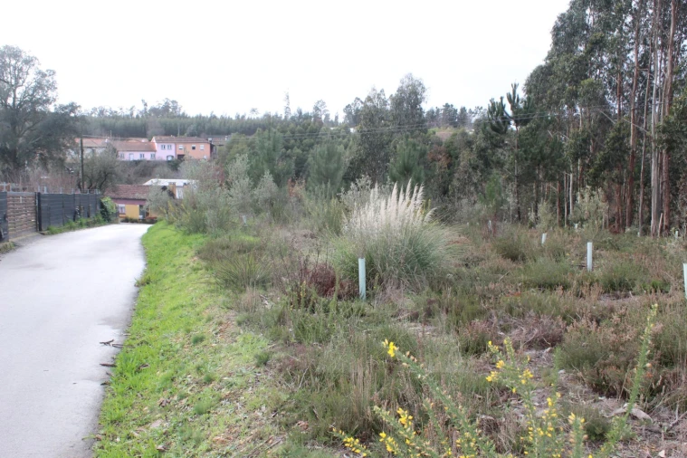 Terreno para Venda em Albergaria-A-Velha e Valmaior Foto 3