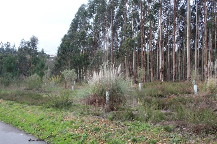 Terreno para Venda em Albergaria-A-Velha e Valmaior Foto 4