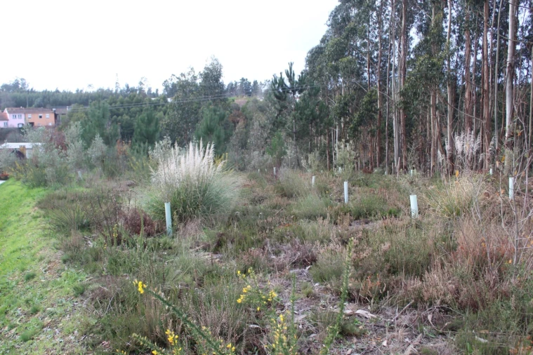 Terreno para Venda em Albergaria-A-Velha e Valmaior Foto 11