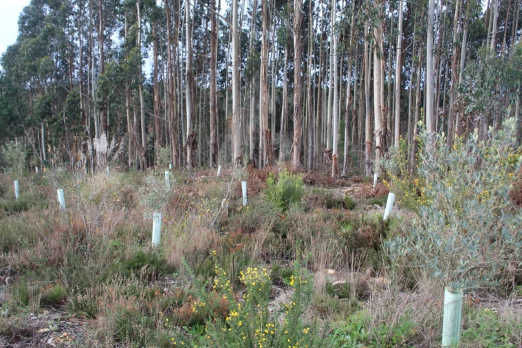 Terreno para Venda em Albergaria-A-Velha e Valmaior Foto 12