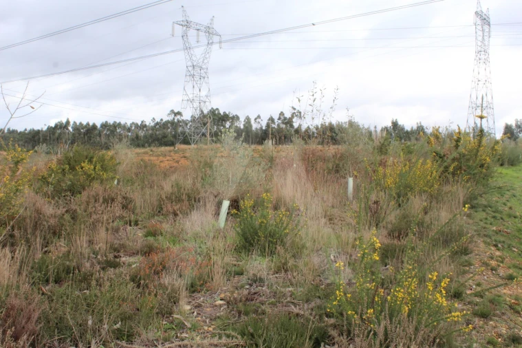 Terreno para Venda em Albergaria-A-Velha e Valmaior Foto 13