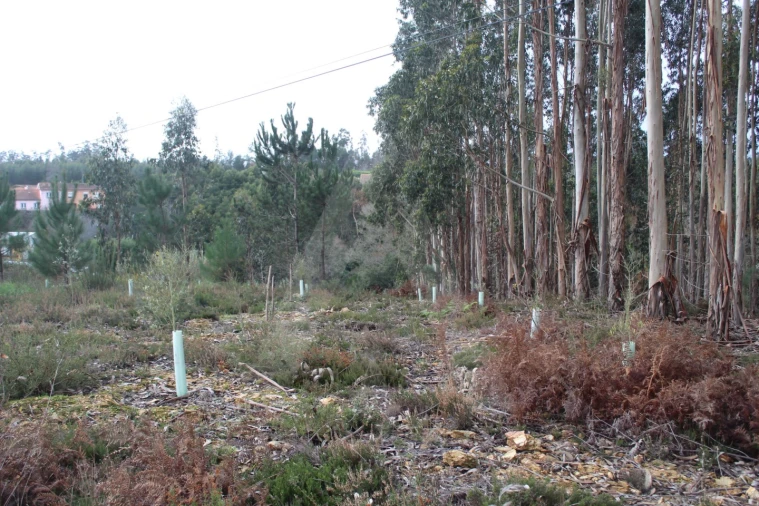 Terreno para Venda em Albergaria-A-Velha e Valmaior Foto 14