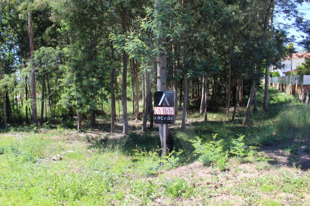 Terreno para Venda em Macinhata do Vouga Foto 1