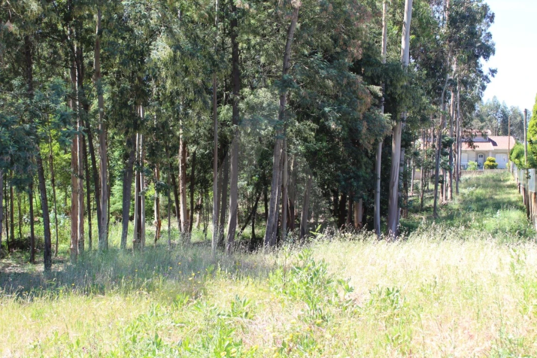 Terreno para Venda em Macinhata do Vouga Foto 4