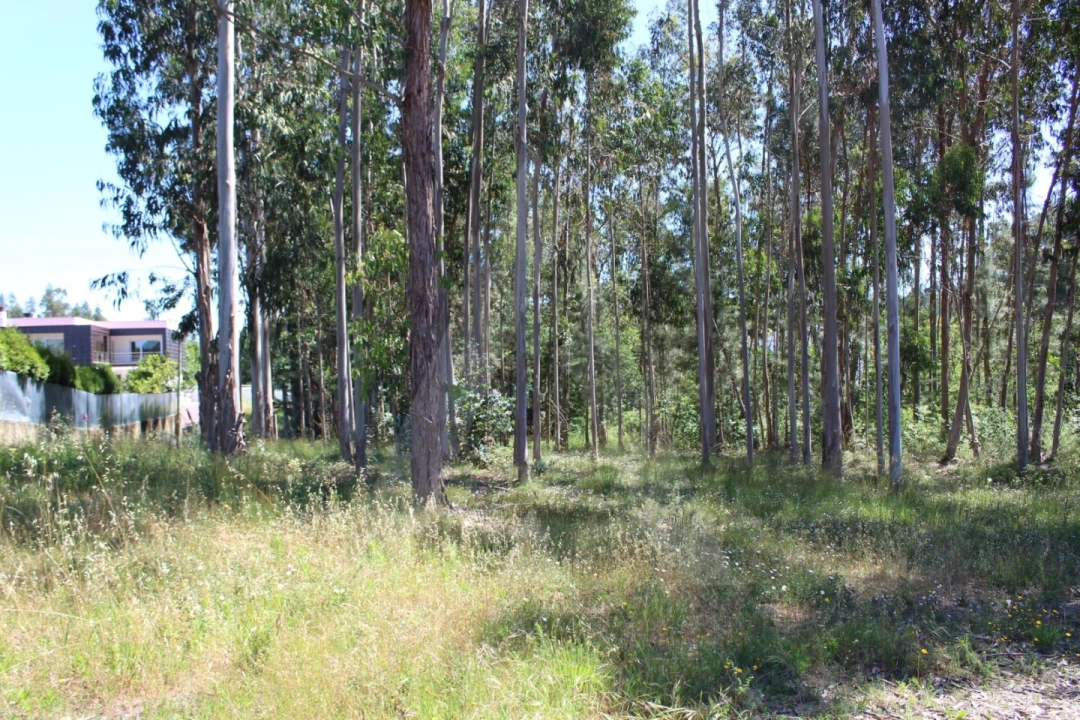 Terreno para Venda em Macinhata do Vouga Foto 5