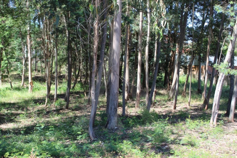 Terreno para Venda em Macinhata do Vouga Foto 2