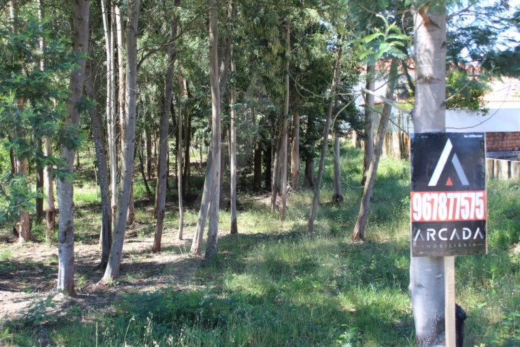Terreno para Venda em Macinhata do Vouga Foto 3