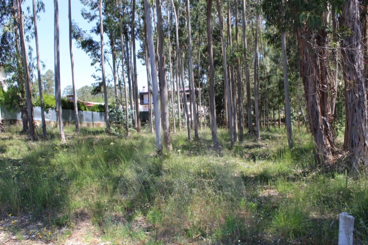 Terreno para Venda em Macinhata do Vouga Foto 6
