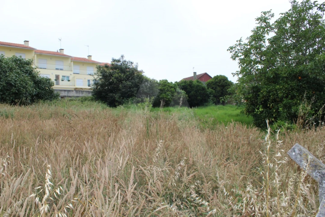 Terreno para Venda em Macinhata do Vouga Foto 4