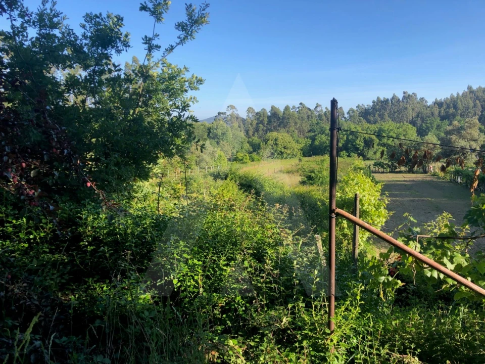 Terreno para Venda em Pessegueiro do Vouga Foto 2