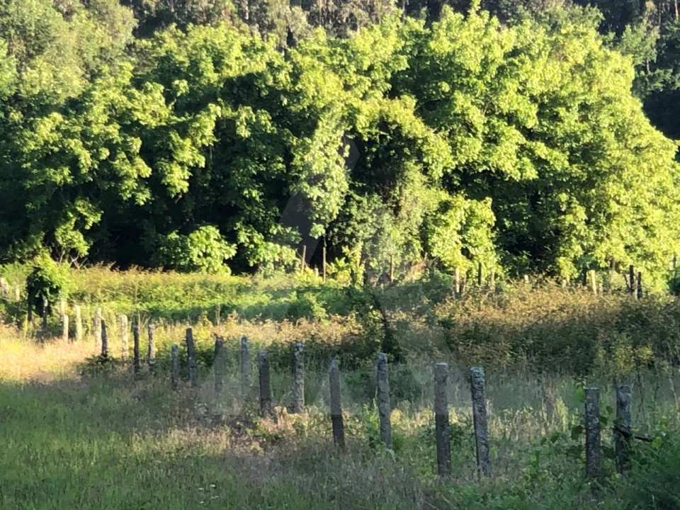 Terreno para Venda em Pessegueiro do Vouga Foto 1