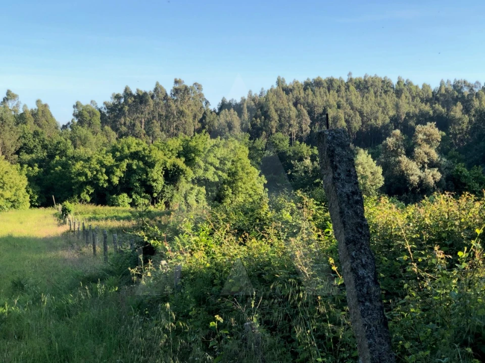 Terreno para Venda em Pessegueiro do Vouga Foto 4