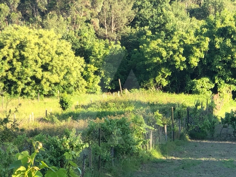 Terreno para Venda em Pessegueiro do Vouga Foto 6