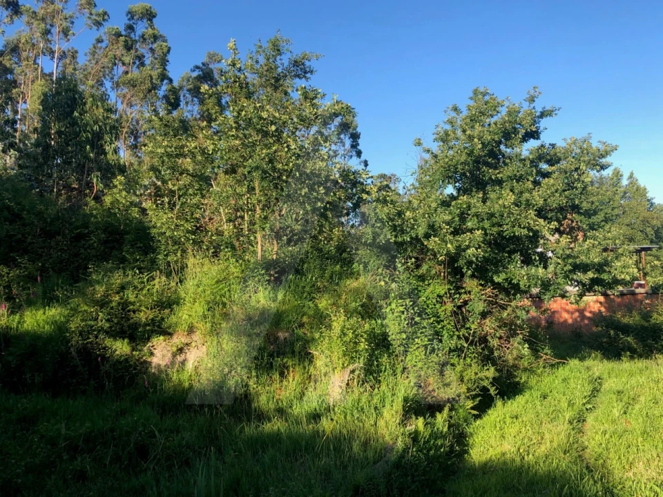 Terreno para Venda em Pessegueiro do Vouga Foto 8